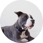 Funston Dog Collar/Color-Olive