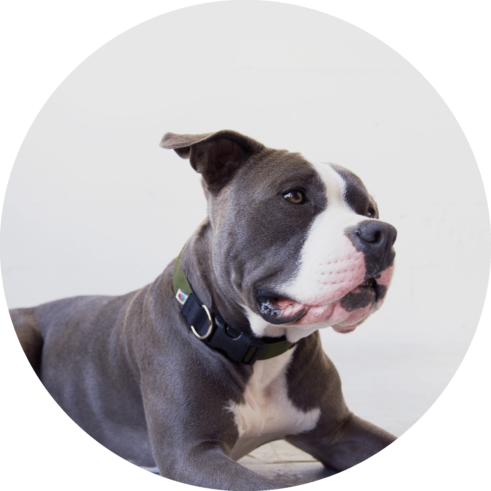 Funston Dog Collar/Color-Olive