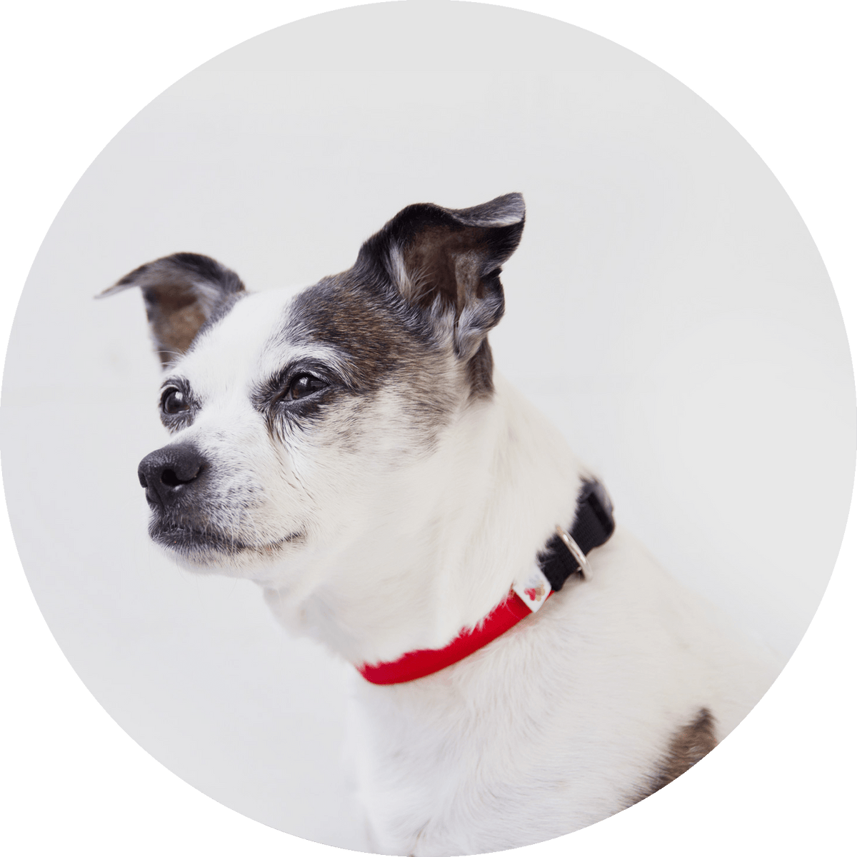 Funston Dog Collar/Color-Red