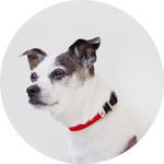 Funston Dog Collar/Color-Red