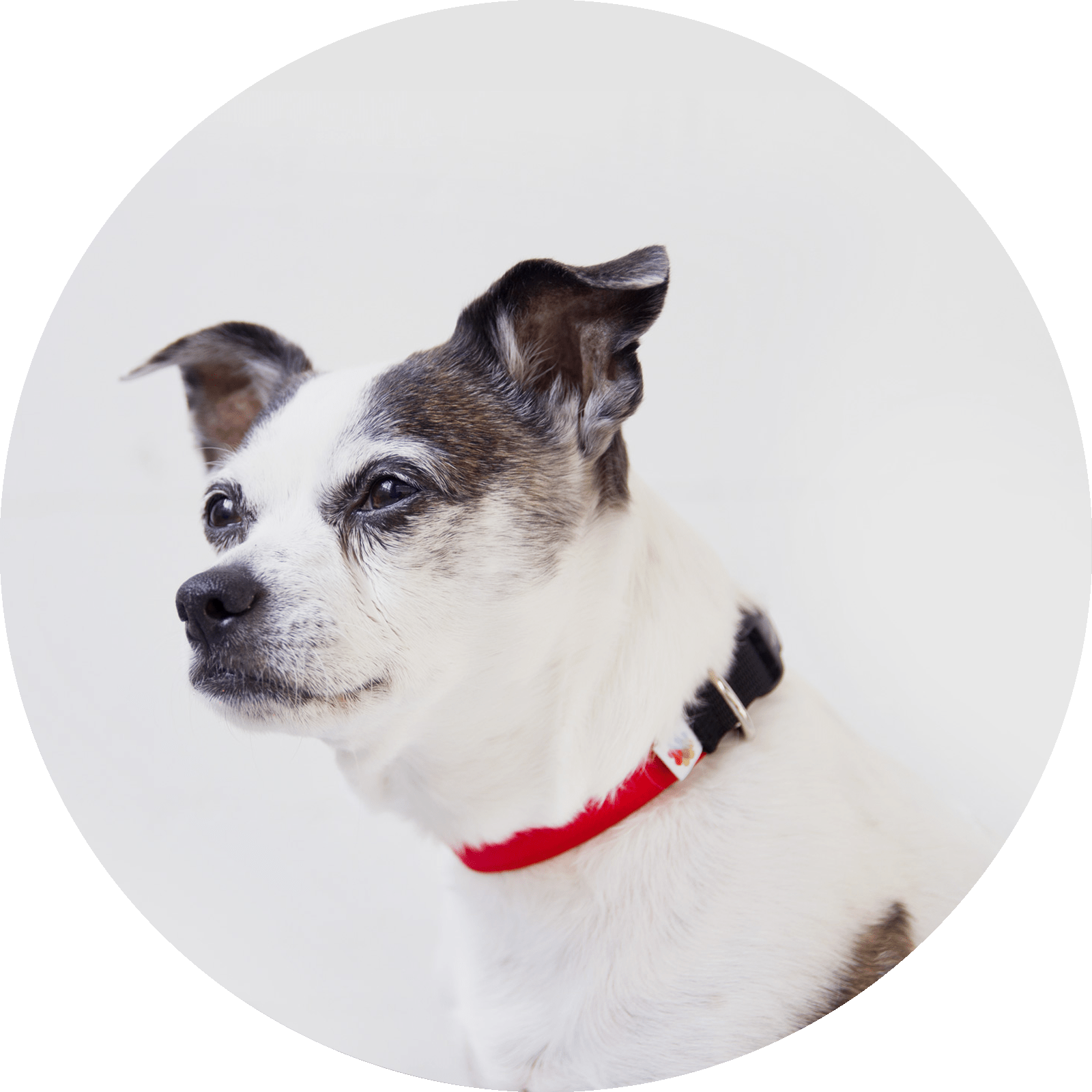 Funston Dog Collar/Color-Red