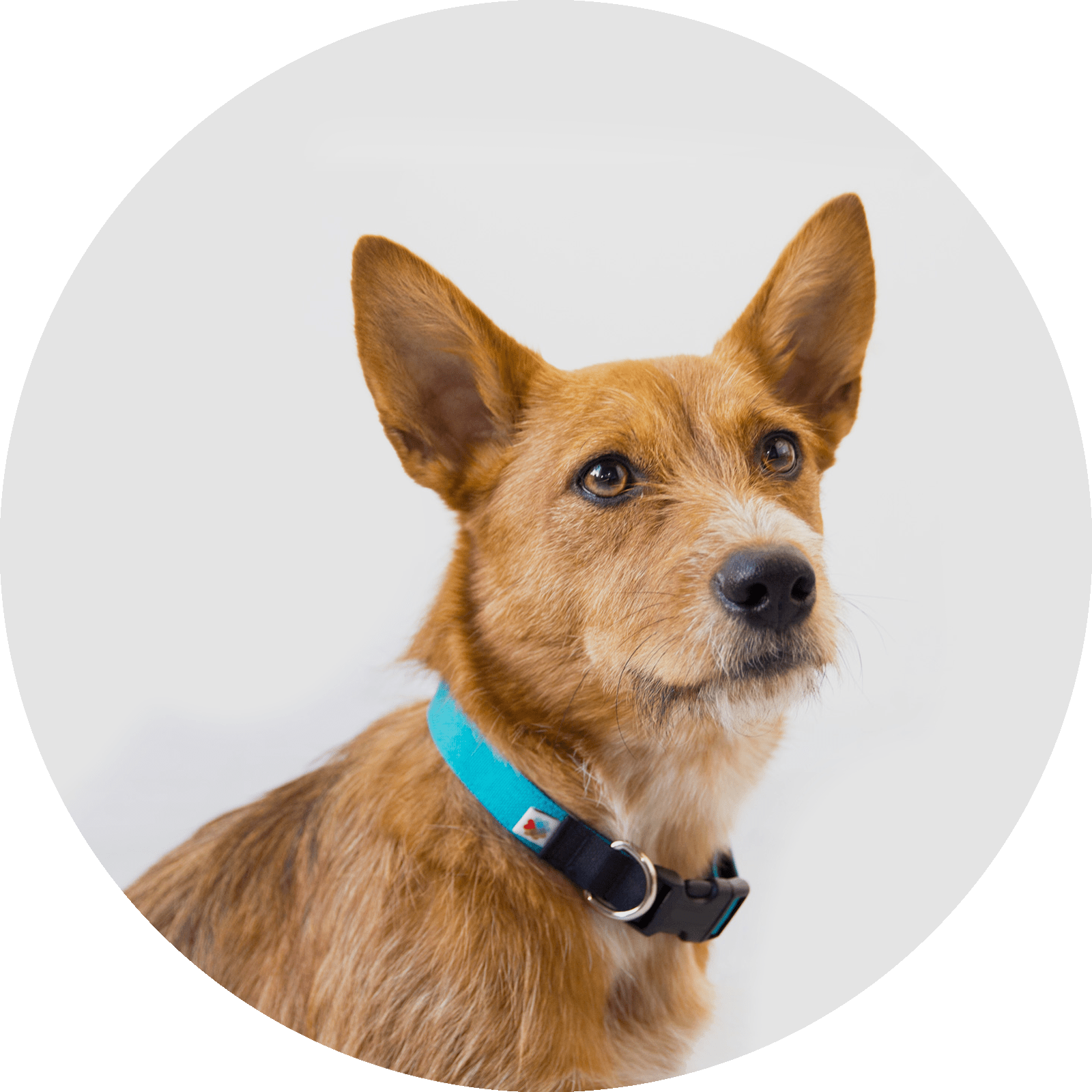Funston Dog Collar/Color-Turquoise
