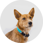 Funston Dog Collar/Color-Turquoise