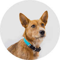 Funston Dog Collar