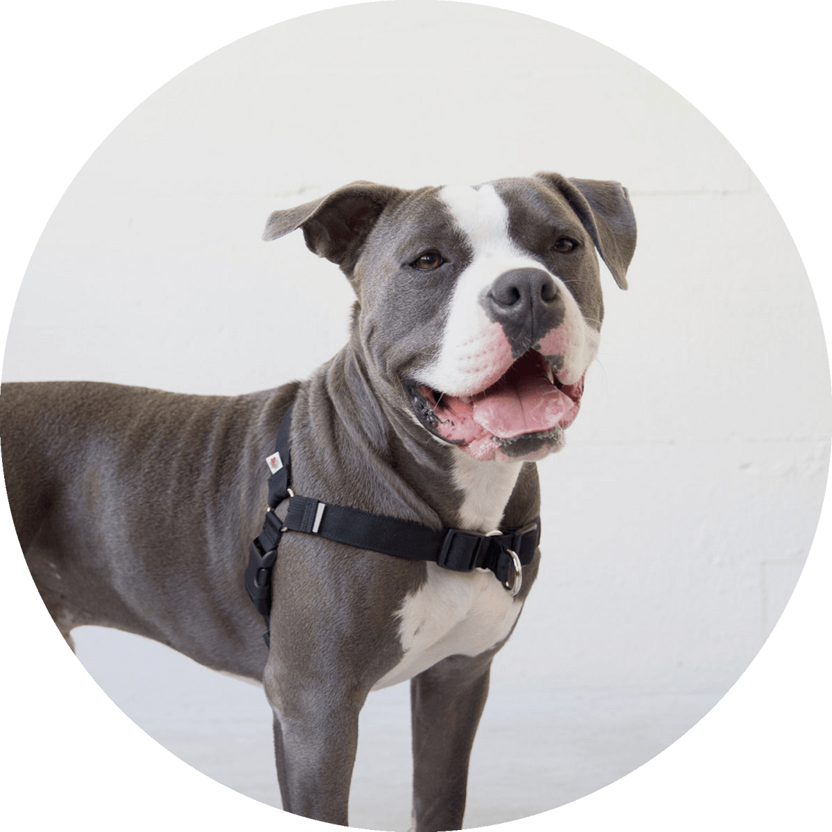 Linden No Pull Dog Harness/Color-Black