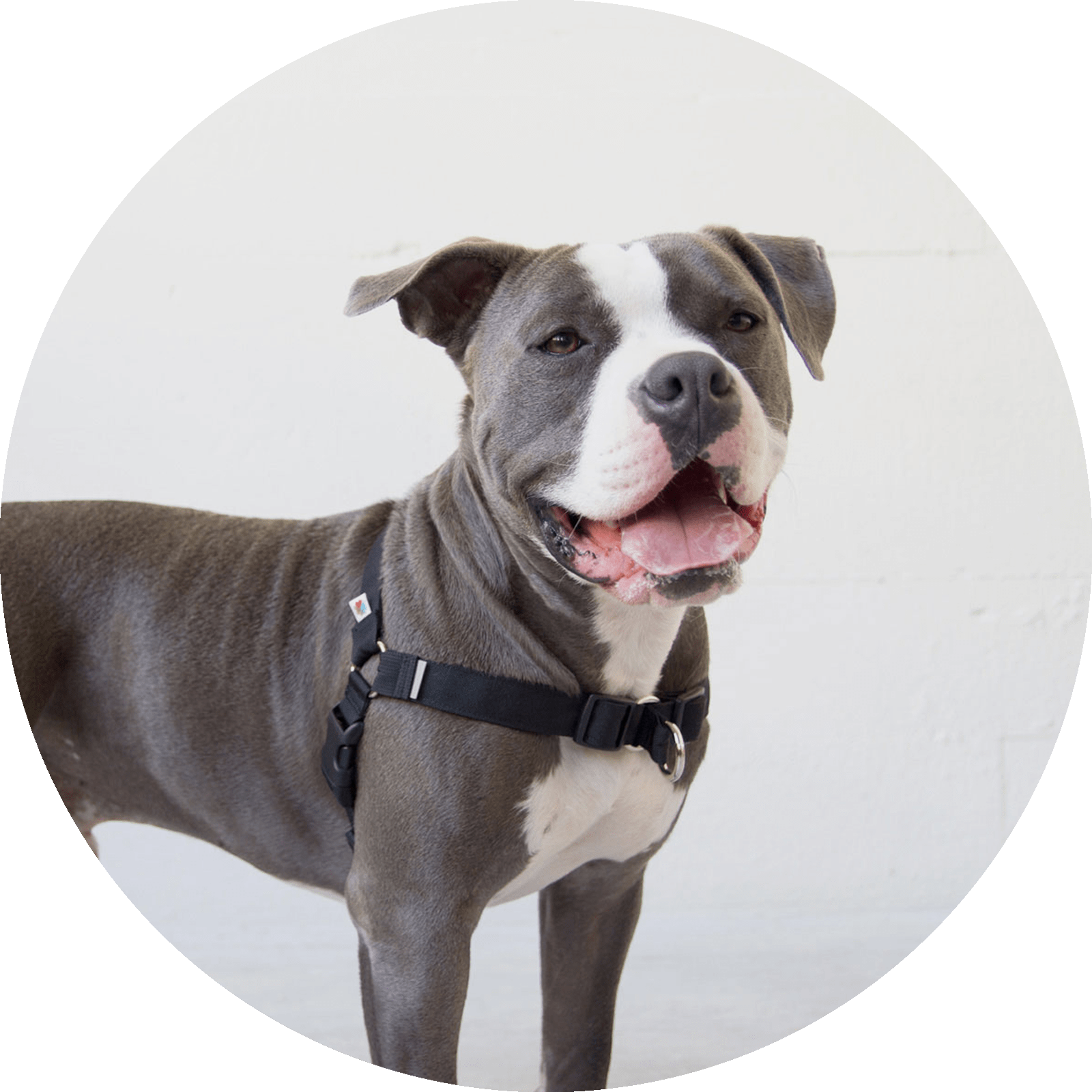 Linden No Pull Dog Harness/Color-Black