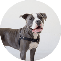 Linden No Pull Dog Harness