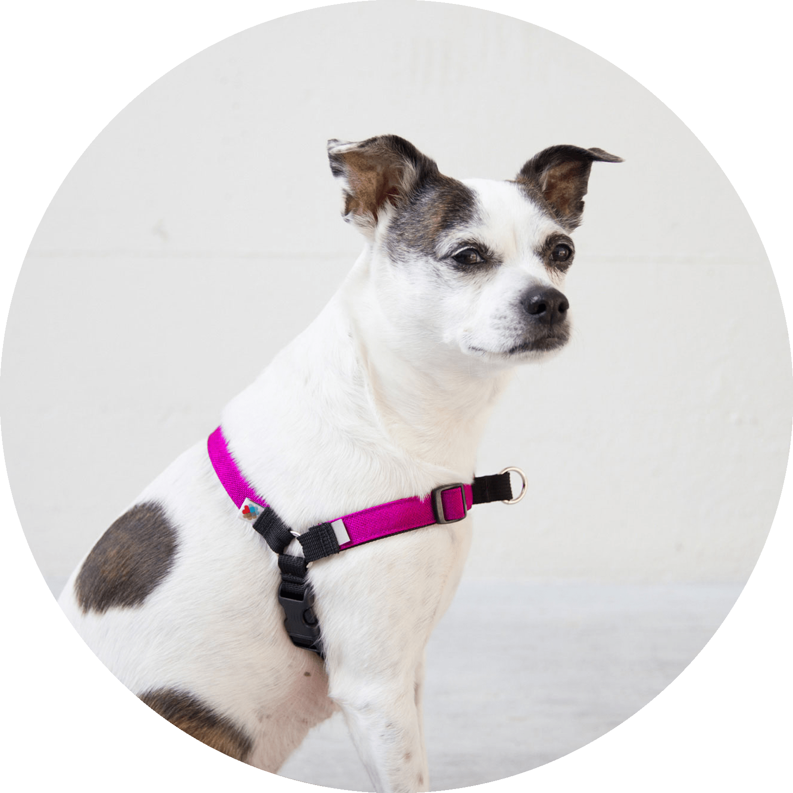 Linden No Pull Dog Harness/Color-Fuchsia