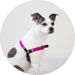 Linden No Pull Dog Harness/Color-Fuchsia