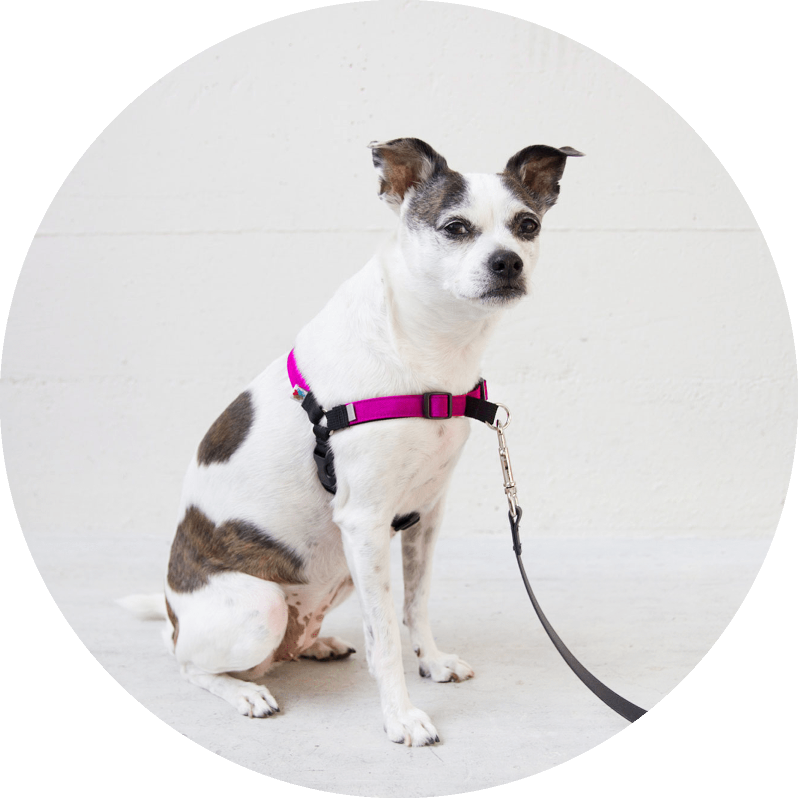 No pull step clearance in dog harness
