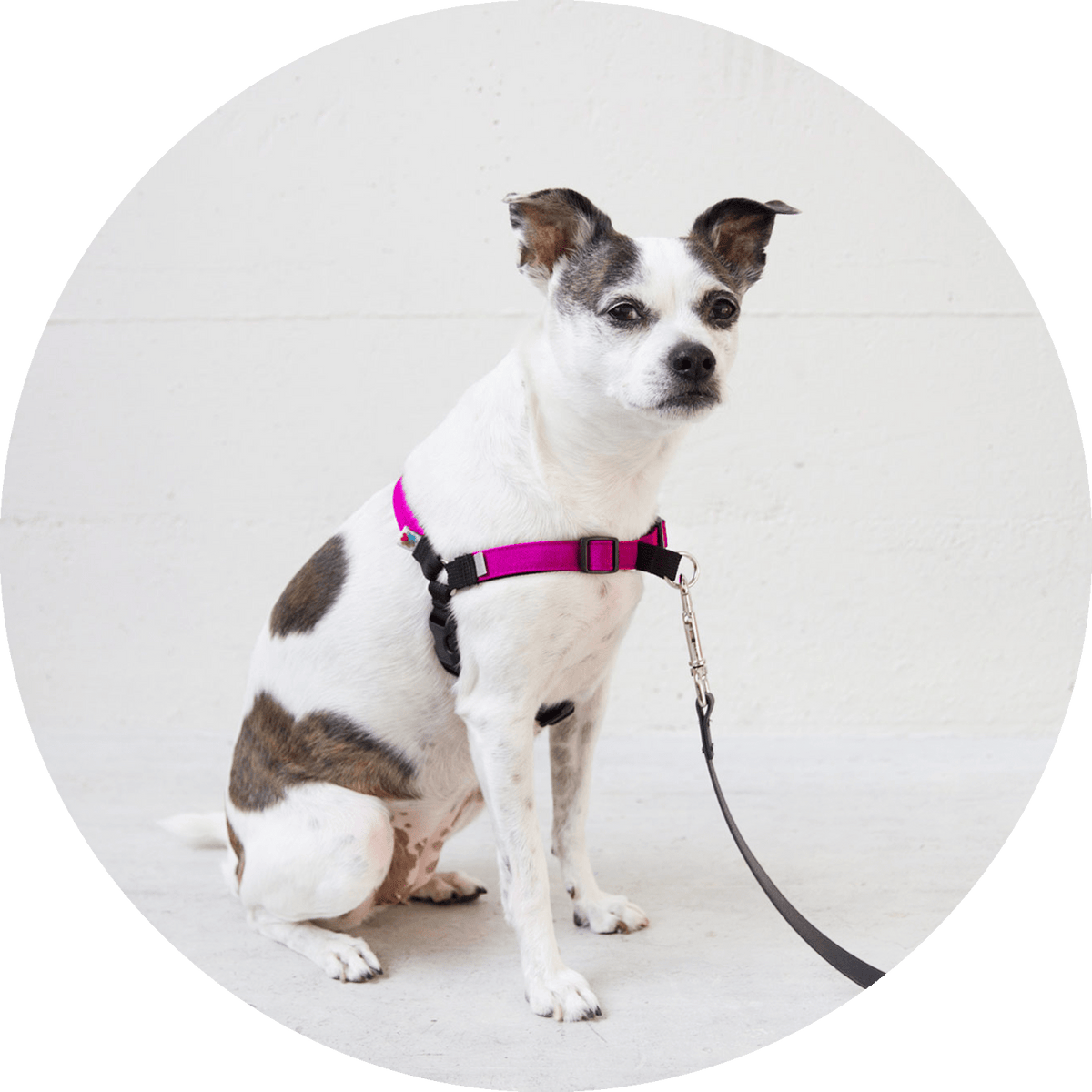 Linden No Pull Dog Harness/Color-Fuchsia