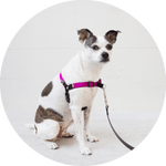 Linden No Pull Dog Harness/Color-Fuchsia