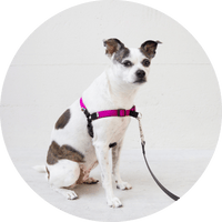 Linden No Pull Dog Harness