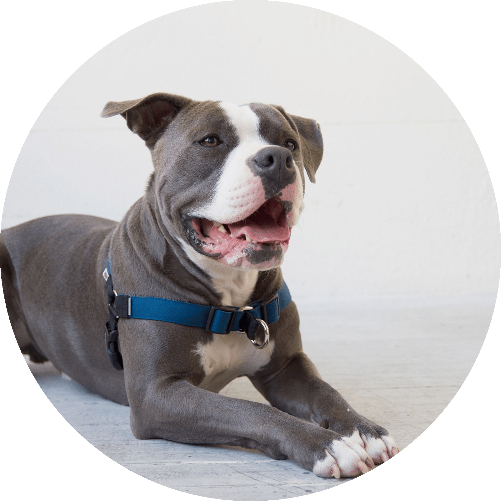 Linden No Pull Dog Harness/Color-Navy