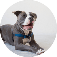 Linden No Pull Dog Harness