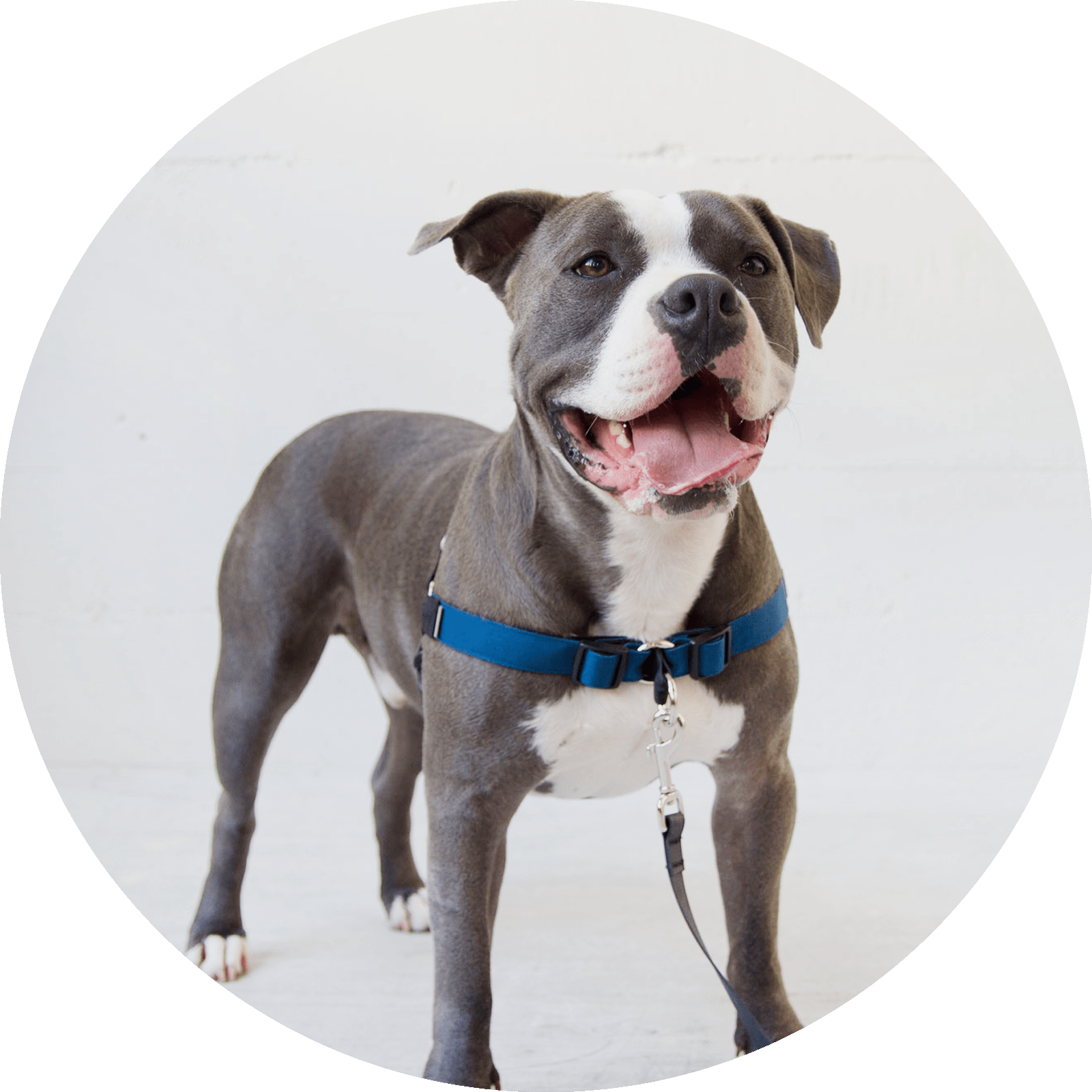 Linden No Pull Dog Harness/Color-Navy