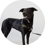 Linden No Pull Dog Harness/Color-Olive