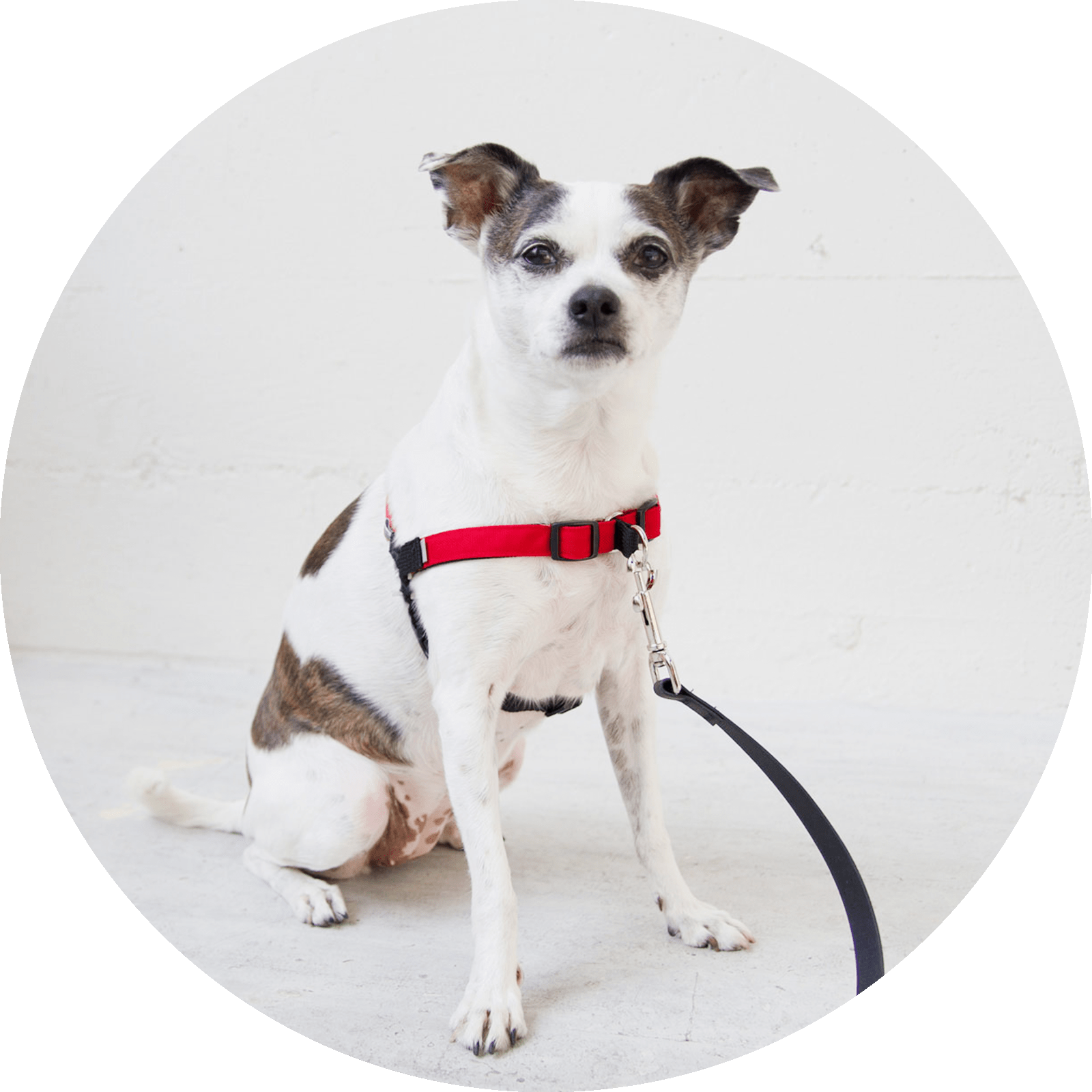 Linden No Pull Dog Harness/Color-Red