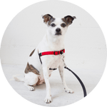 Linden No Pull Dog Harness/Color-Red