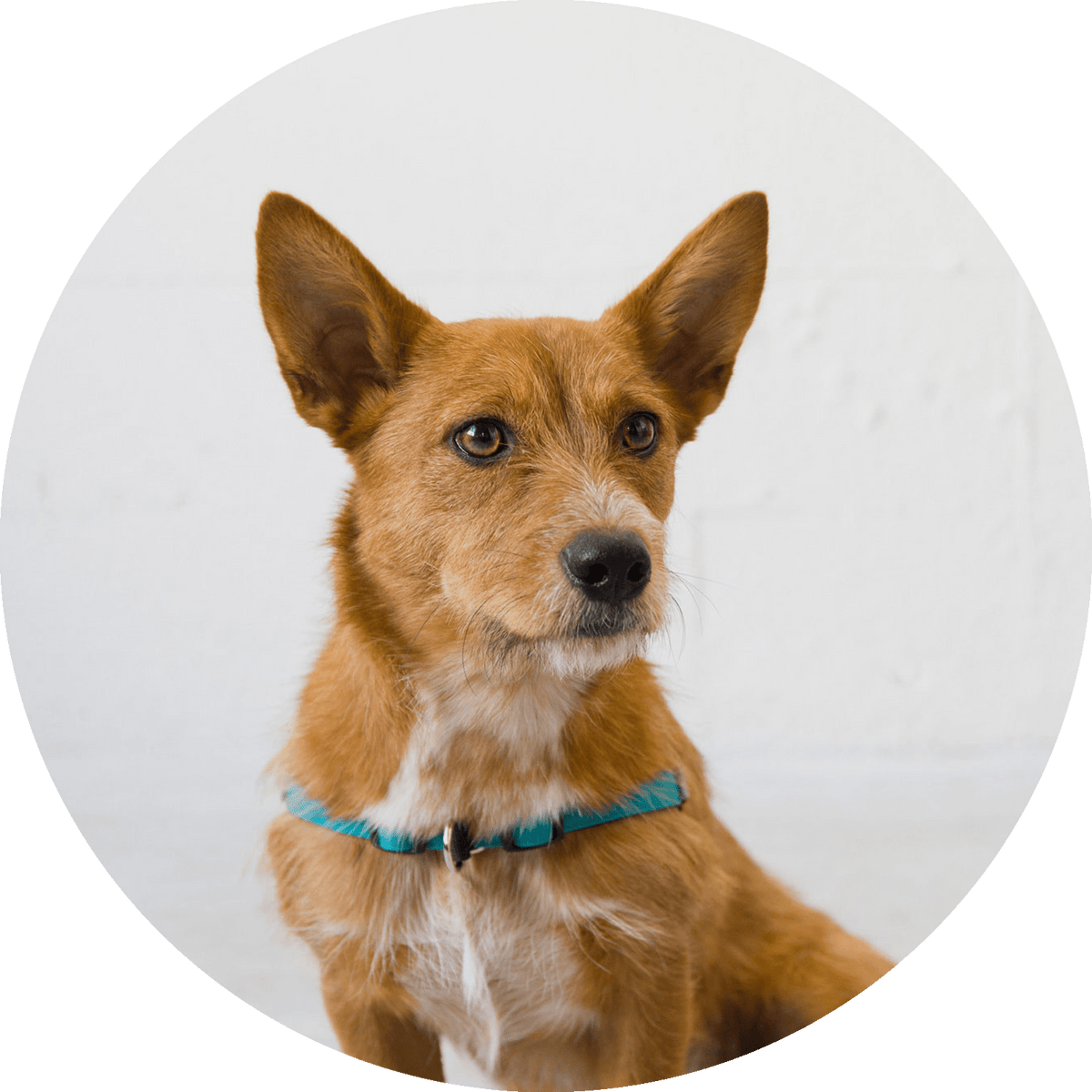 Linden No Pull Dog Harness/Color-Turquoise