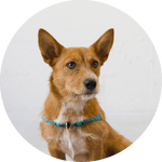 Linden No Pull Dog Harness/Color-Turquoise