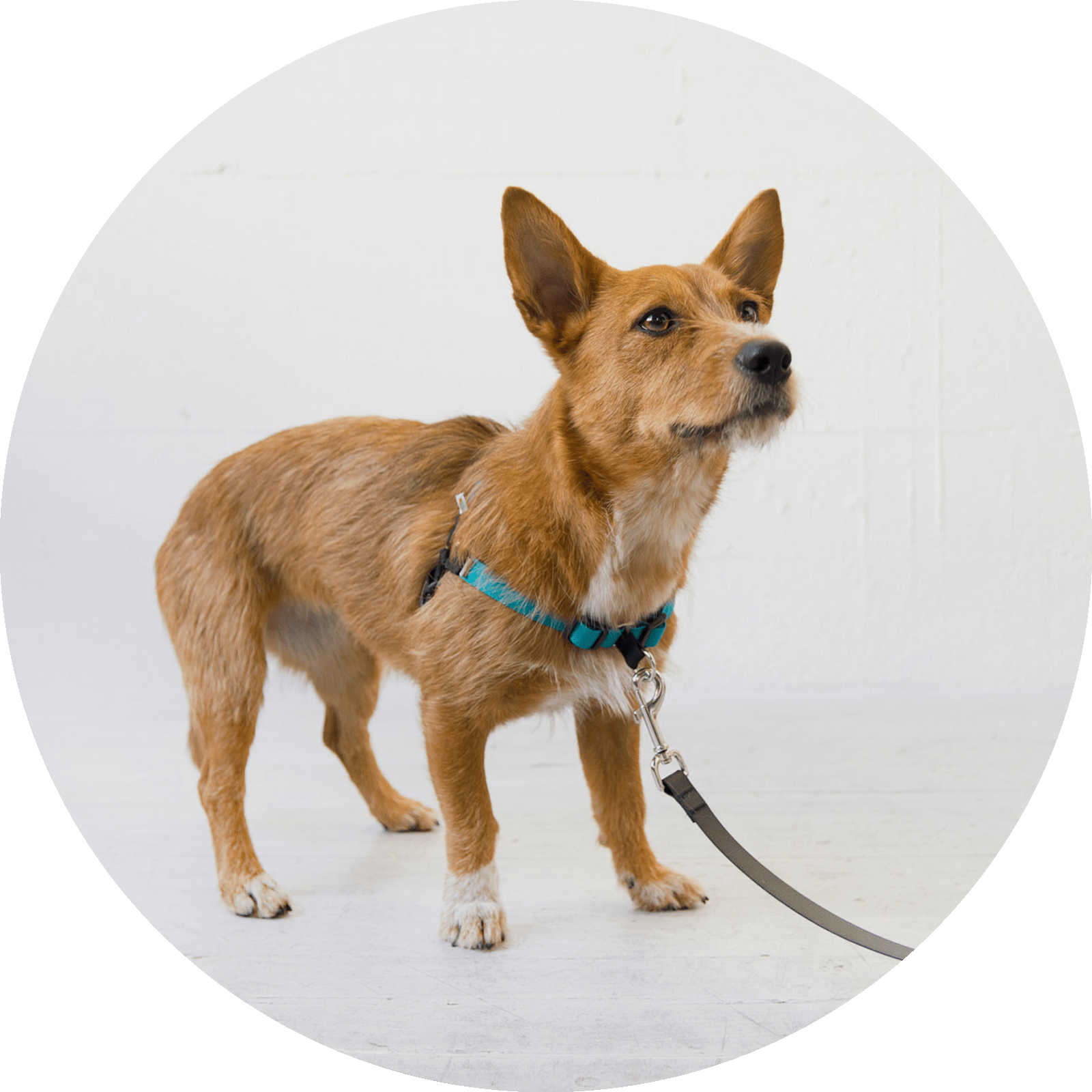 Linden No Pull Dog Harness/Color-Turquoise