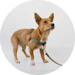 Linden No Pull Dog Harness/Color-Turquoise