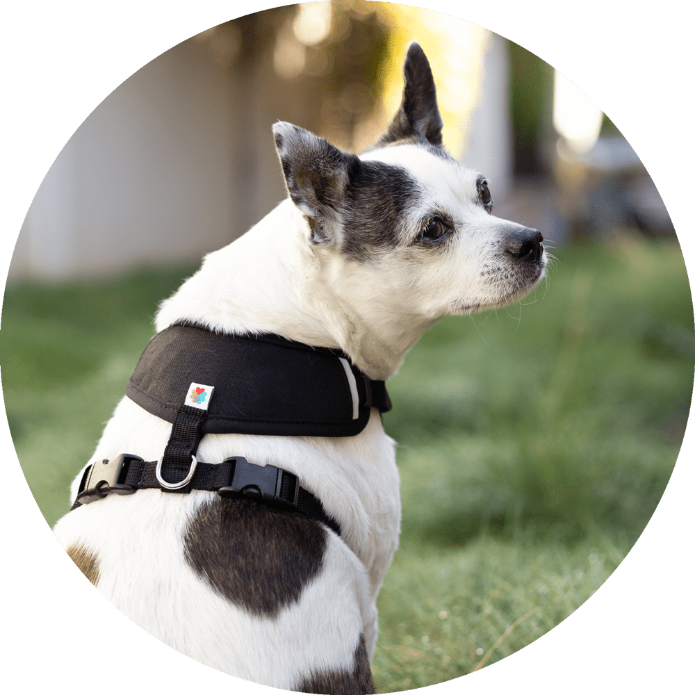 Sutro Snug Fit Dog Harness/Color-Black