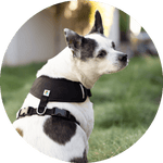 Sutro Snug Fit Dog Harness/Color-Black
