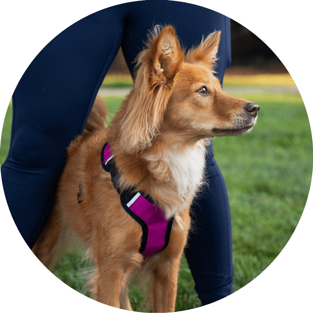Sutro Snug Fit Dog Harness/Color-Fuchsia