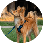 Sutro Snug Fit Dog Harness/Color-Navy