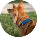 Sutro Snug Fit Dog Harness/Color-Navy