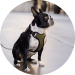 Sutro Snug Fit Dog Harness/Color-Olive