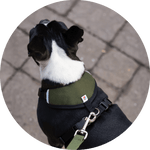 Sutro Snug Fit Dog Harness/Color-Olive