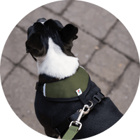 Sutro Snug Fit Dog Harness