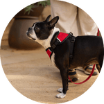 Sutro Snug Fit Dog Harness/Color-Red