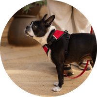 Sutro Snug Fit Dog Harness