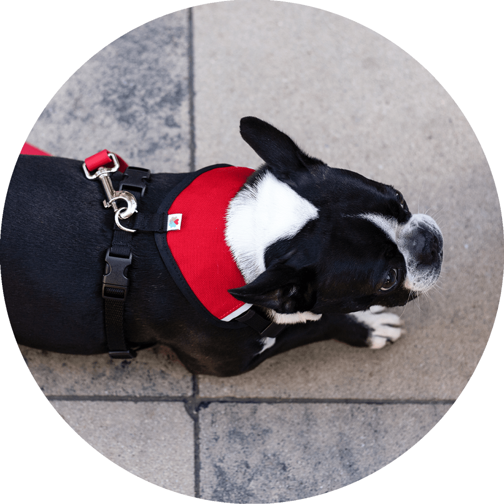 Sutro Snug Fit Dog Harness/Color-Red