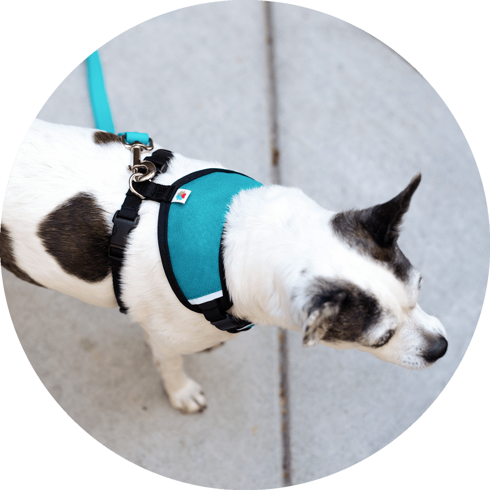 Sutro Snug Fit Dog Harness/Color-Turquoise