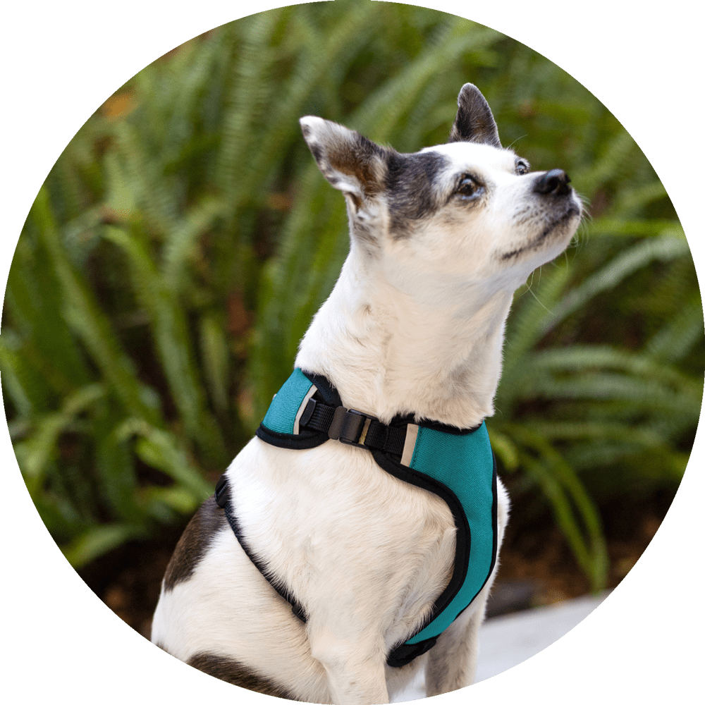Sutro Snug Fit Dog Harness/Color-Turquoise