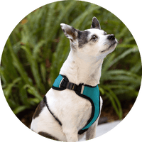 Sutro Snug Fit Dog Harness